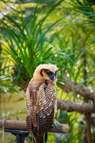 A wild great owl perched in a brown wood. The cuckoo owl has the scientific name Strix leptogrammica. Kukuk beluk. Bird of prey. photo