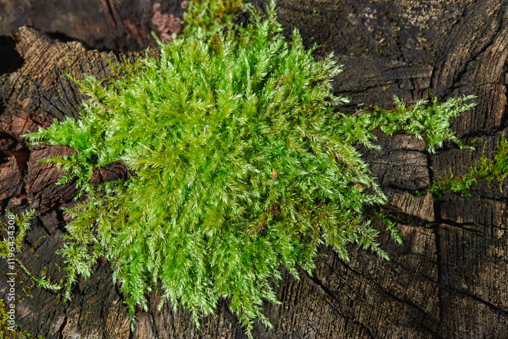 Bright green moss thriving on weathered tree bark in a forest setting Bright green moss thriving on weathered tree bark in a forest setting