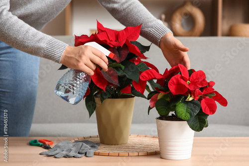 Bild auf Leinwand Woman spraying water on Christmas plant poinsettia at home, closeup