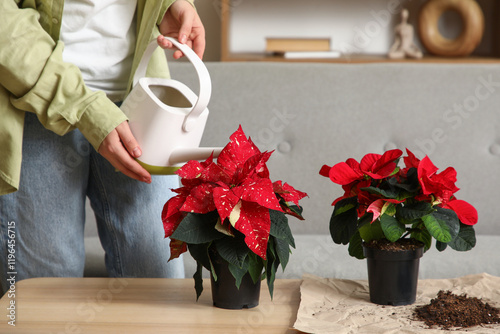 Foto Woman watering Christmas plant poinsettia on table at home, closeup