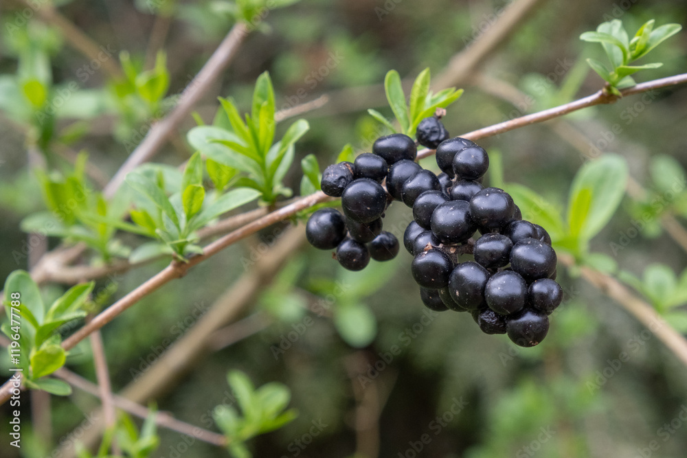 Ligustrum vulgare Gemeiner Liguster Detail Frucht Ligustrum vulgare Gemeiner Liguster Detail Frucht