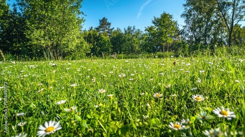 A meadow filled with blooming flowers and lush green grass, under a bright blue spring sky