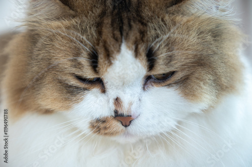 Close up of Persian cat feel stressed or depressed emotional. Inactivity, changes in behavior and personality may be signs your kitty is depressed. photo