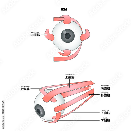 目の筋肉の構造（主線あり）