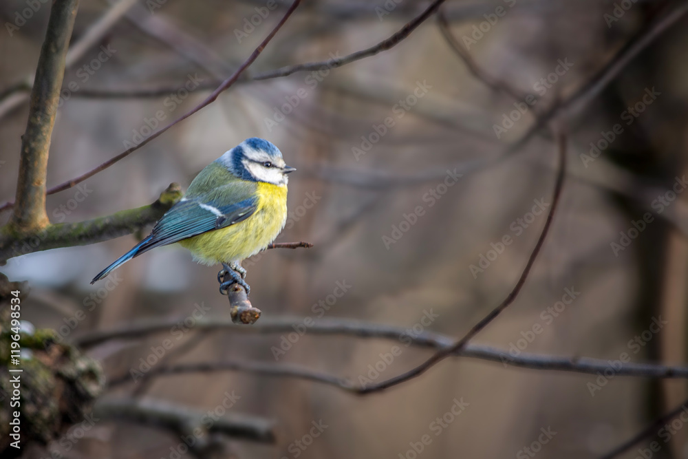 Little Titmouse sitting on a branch.