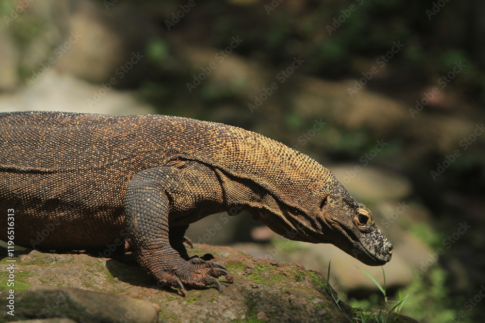 a Komodo dragon crawling on the rocks a Komodo dragon crawling on the rocks