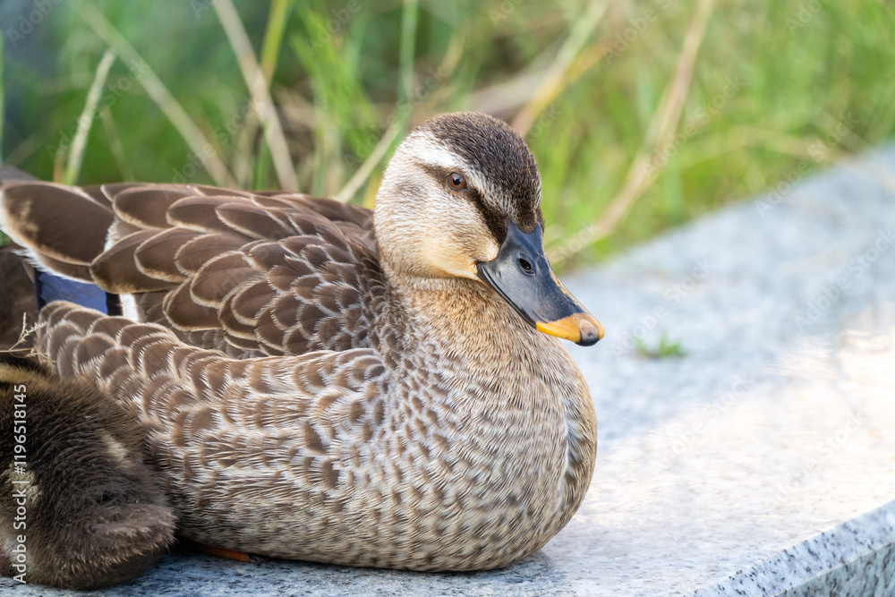 Family of ducks swimming in artificial pond in Japan Family of ducks swimming in artificial pond in Japan