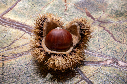 Castagna con guscio spinoso su marmo verde photo