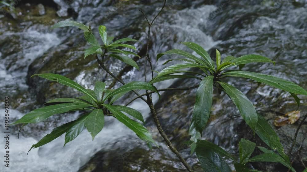 A tranquil scene of a pristine forest with a clear stream winding through dense greenery, leading to a waterfall. This footage emphasizes watershed conservation and environmental sustainability.