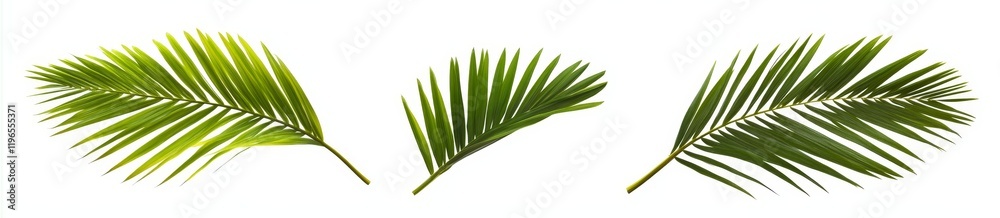 Three green palm fronds isolated on white background. (3) Three green palm fronds isolated on white background. (3)