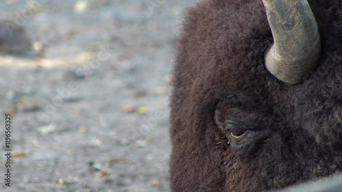 Wallpaper Mural Head and eye in profile of a ruminant. Bison chewing. Buffalo bull mammal brown fur animal. Flies and insects interfere with vision Torontodigital.ca