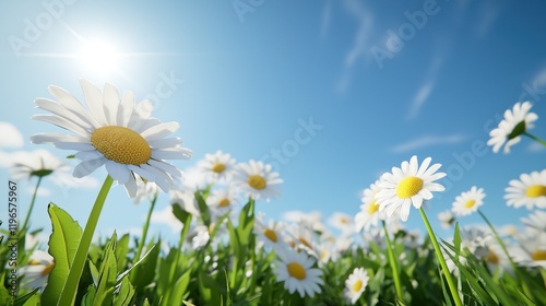 A sunny field of daisies under a clear blue sky.