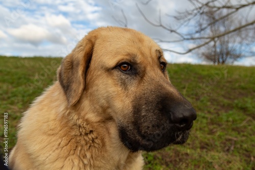 Un chien garde des moutons  photo