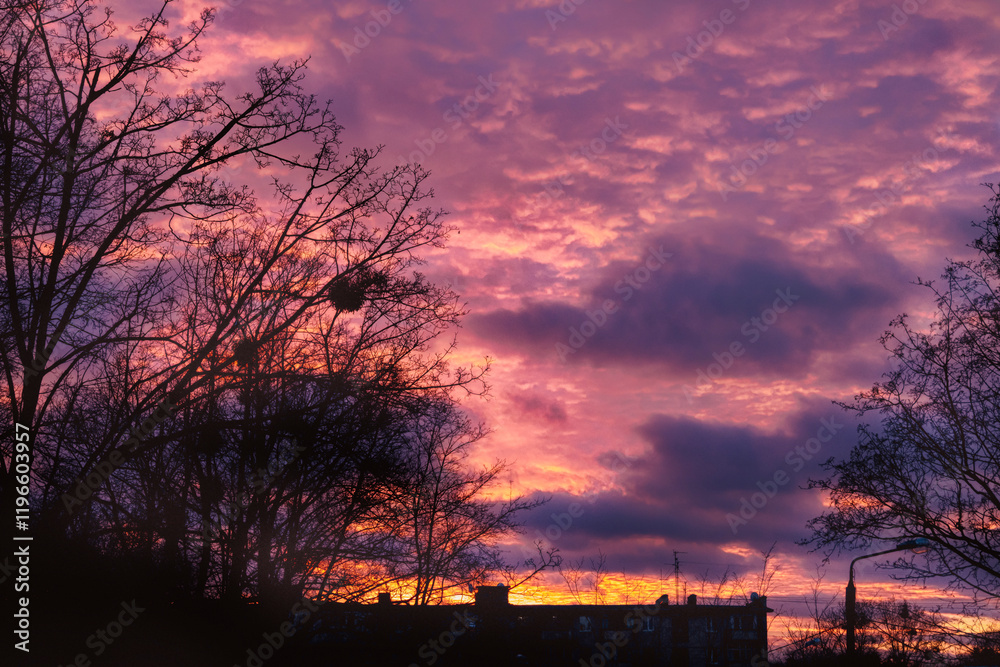 Obraz premium Silhouettes of winter trees against the backdrop of a red sunset, dramatic clouds