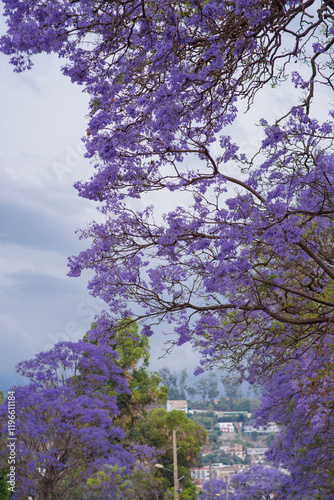 Jacaranda en floraison de la ville d'Antananarivo autour du lac Anosy en Octobre photo