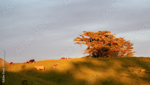 Bull and heifers grazing on the hill. Morning sun casting a warm glow on the landscape. Taranaki. photo