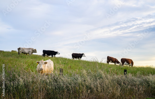 Cows and bulls grazing on the green farmland. Taranaki. photo