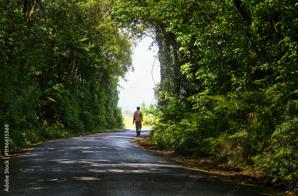 Man walking on road through a tree tunnel. Taranaki. New Zealand.