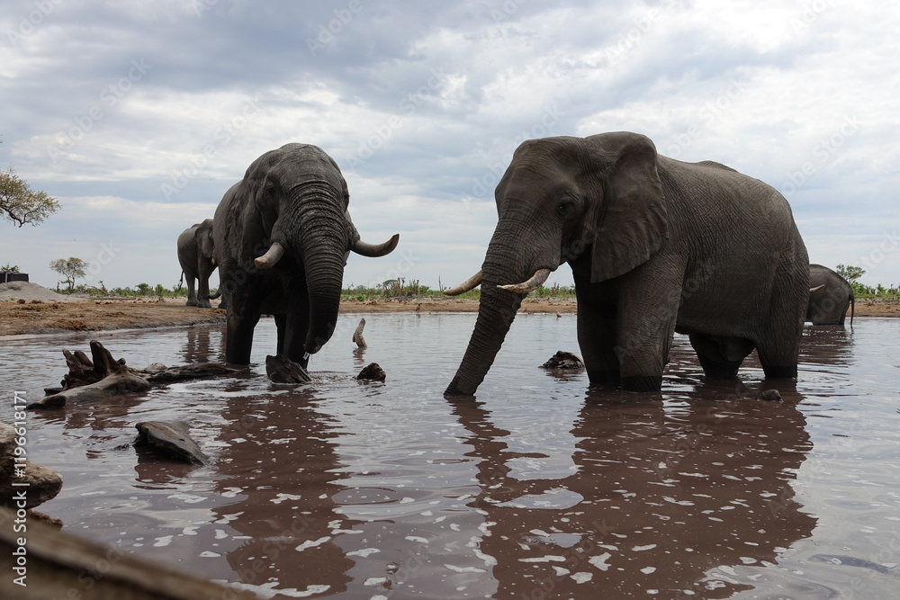 Obraz premium Elephant in Botswana drinking and playing at Waterhole in Khwai Region, Okavango Delta