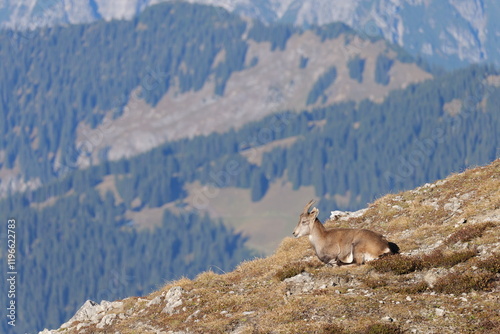 Steinbock Geis in den Alpen Österreich Vorarlberg