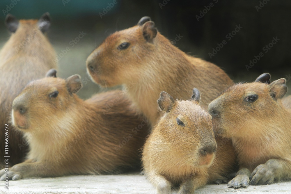 the capybaras relax in the morning