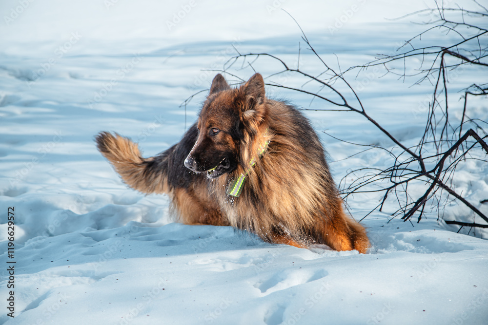 Long-haired shepherd dog against white snow in winter. Walking with a pet Long-haired shepherd dog against white snow in winter. Walking with a pet