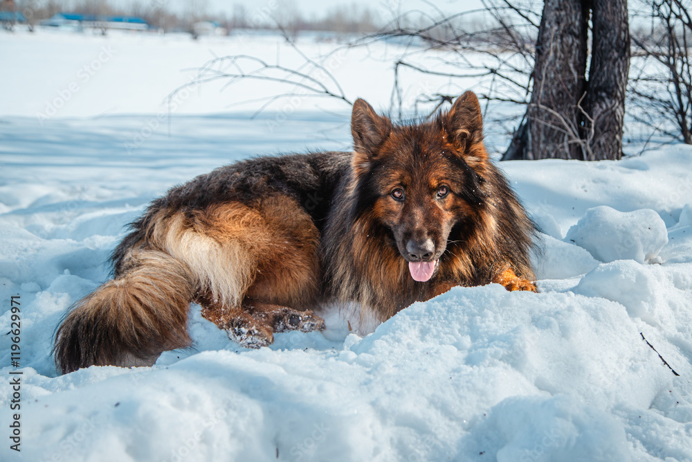 Long-haired shepherd dog against white snow in winter. Walking with a pet
