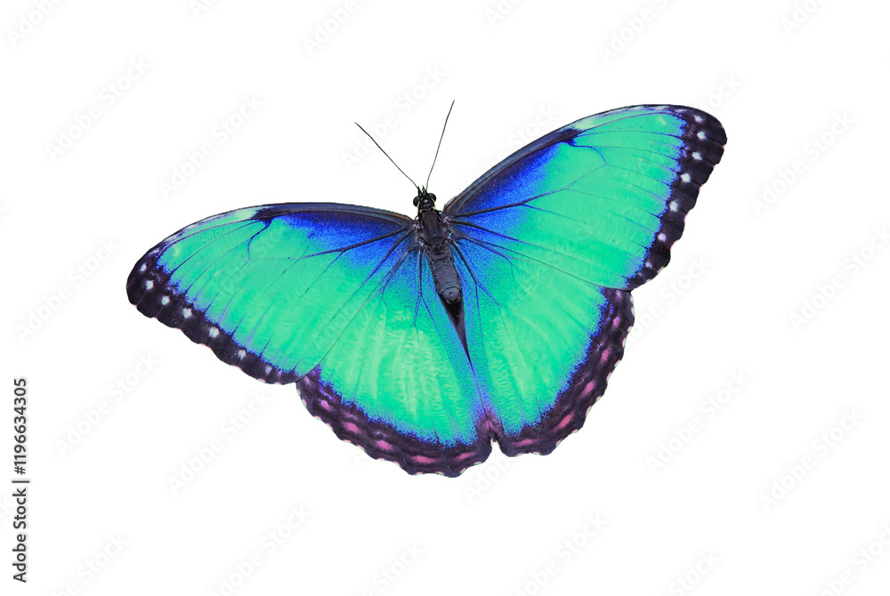 Fototapeta premium multicolor butterfly png