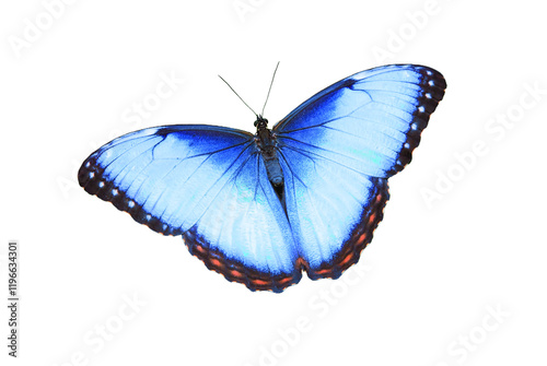 Blue-butterfly png