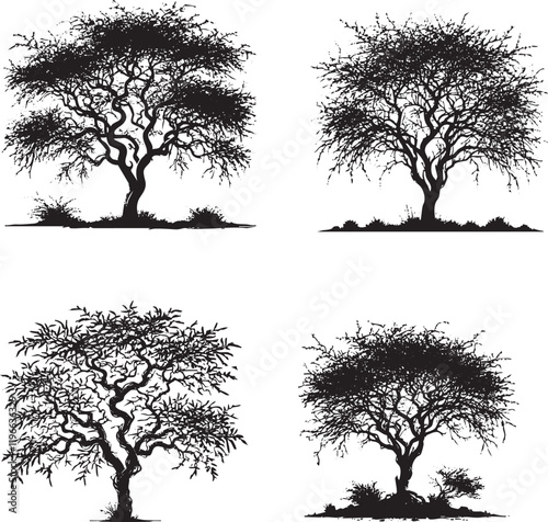 Vector Silhouettes of the Mesquite Tree Isolated on a White Background
