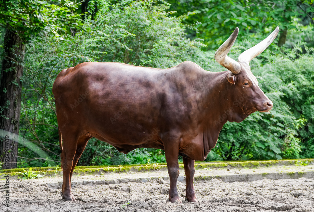Portrait of a Watussi cow. Animal with brown fur shot from the side.
Portrait of a Watussi cow. Animal with brown fur shot from the side.