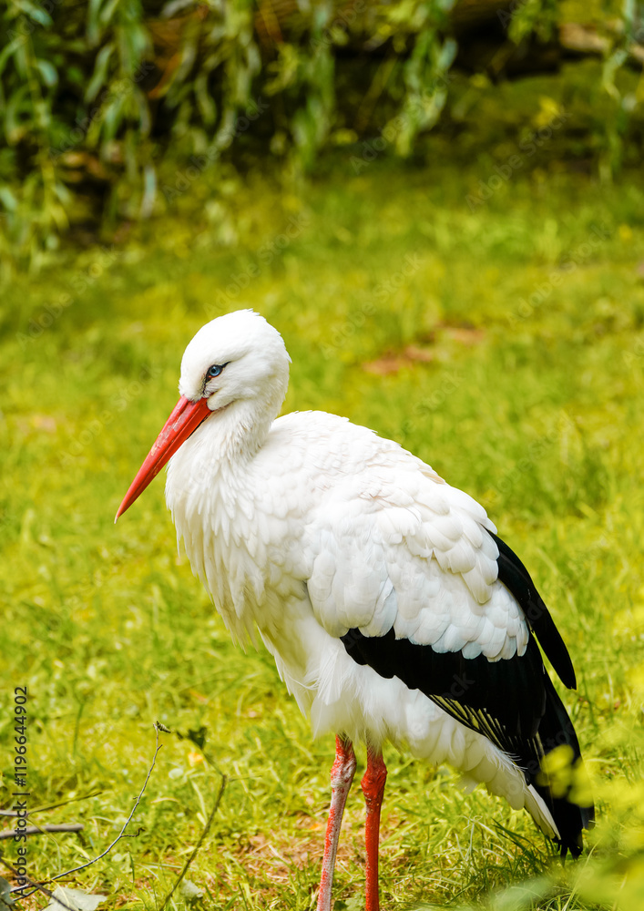Fototapeta premium Portrait of a stork. Close-up bird in natural environment. 