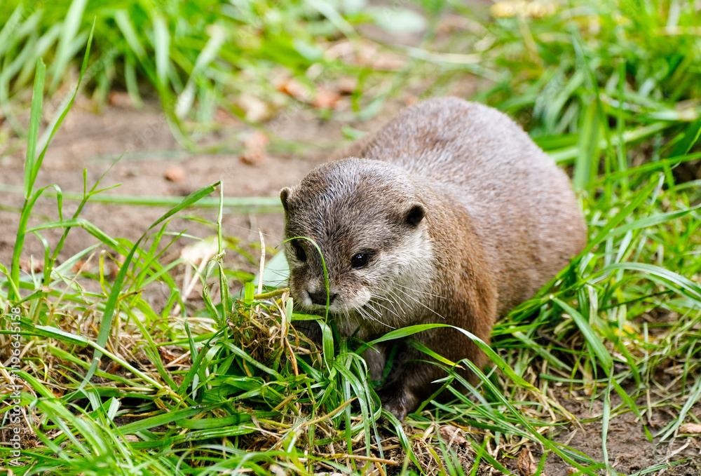 Fototapeta premium Portrait of a small-clawed otter in the grass. Animal in natural environment. Aonyx cinerea. 