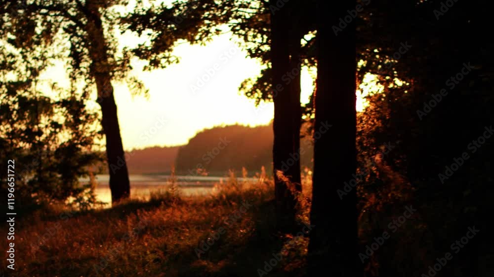 A beautiful clearing in the setting evening sun against the backdrop of a forest and a river in summer. Outdoor recreation. Copy space for text