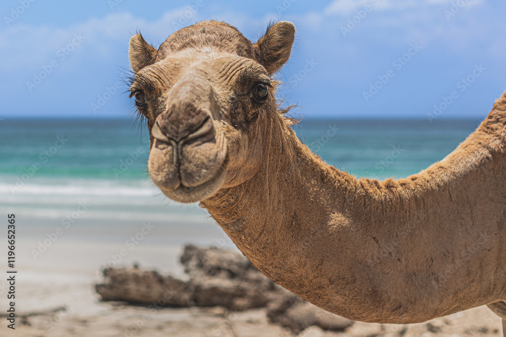 landscapes of dhofar region of oman