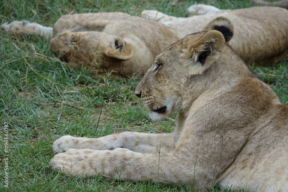Lion Family with Cubs playing along the Okavango Delta in the Khwai Region Lion Family with Cubs playing along the Okavango Delta in the Khwai Region