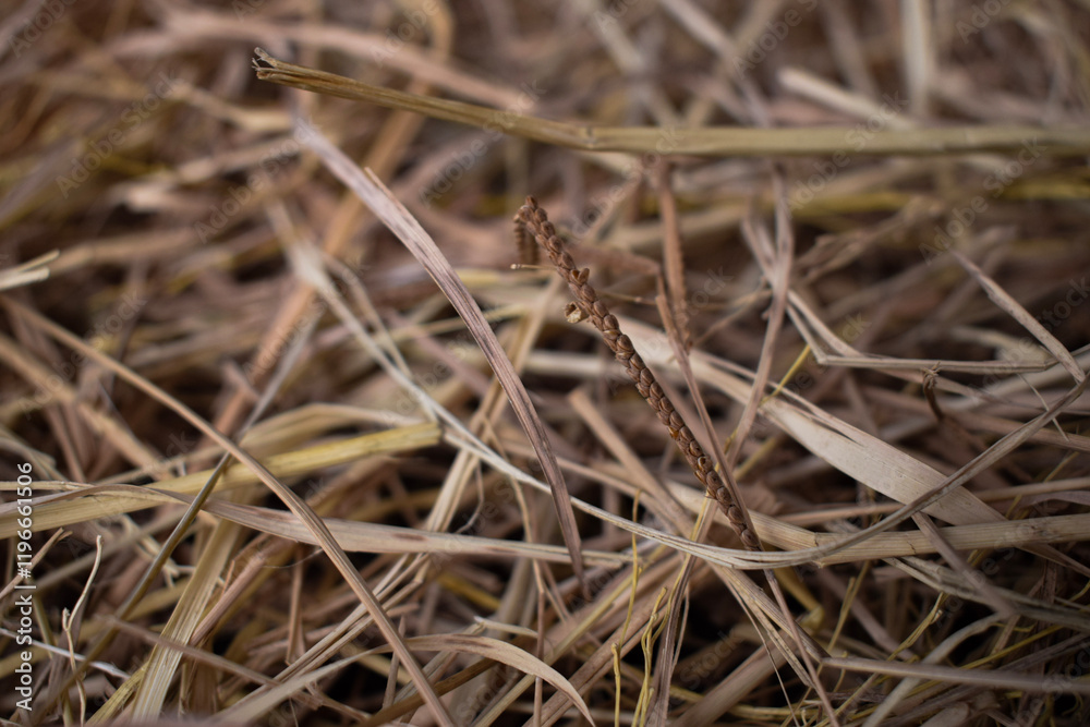 The texture of the straw looks coarse, yet it adds a sense of comfort to the scene. The texture of the straw looks coarse, yet it adds a sense of comfort to the scene.