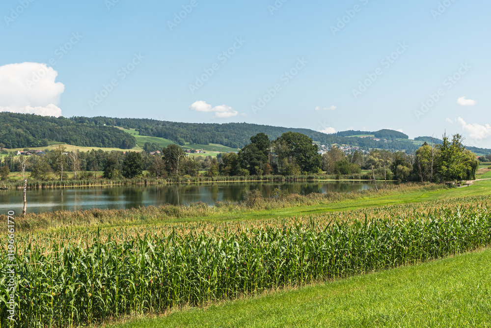 Fototapeta premium Rural scenery at lake Hasensee in the Canton of Thurgau, Uesslingen-Buch, Seebachtal, Switzerland