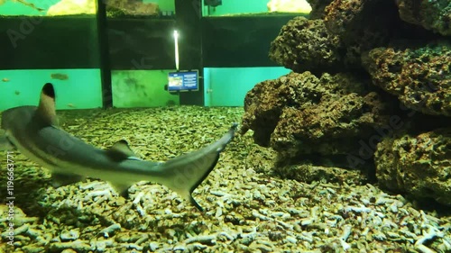 Blacktip reef shark in the aquarium of the oceanarium. The marine predator lives in tropical waters on coral reefs in the Indian and Pacific oceans, undersea photo