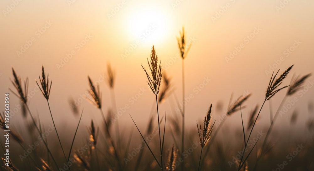Serene Sunset Meadow Grass Nature Sunrise Golden Hour Landscape