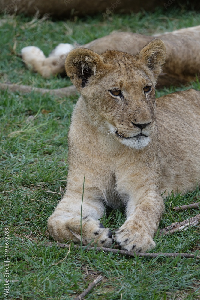 Naklejka premium Lion Family with Cubs playing along the Okavango Delta in the Khwai Region
