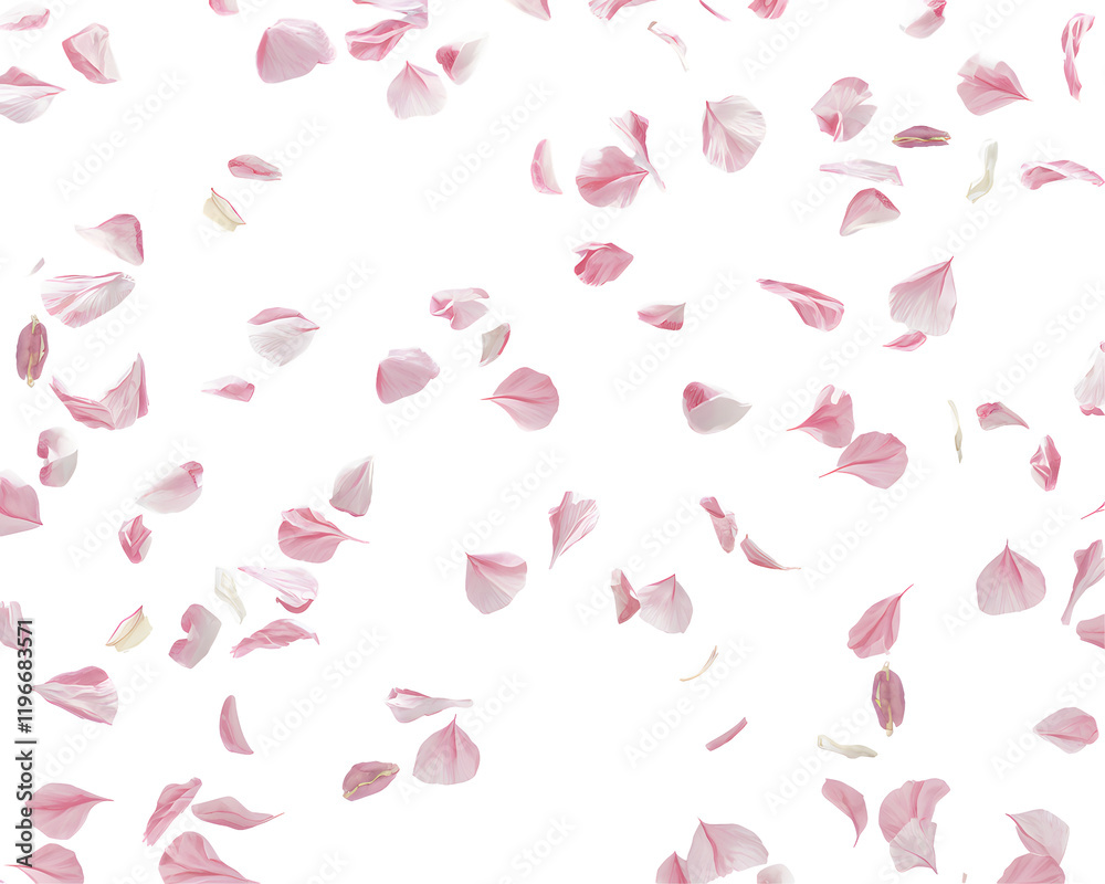 Pink Flower Petals Falling Softly on Black Background Delicate Romantic Spring Blossom Shower Design Element Floral Texture Nature Photography Beautiful Elegant Artistic High Resolution Image Perfect Pink Flower Petals Falling Softly on Black Background Delicate Romantic Spring Blossom Shower Design Element Floral Texture Nature Photography Beautiful Elegant Artistic High Resolution Image Perfect