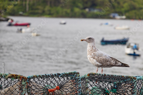 seagull on the pier