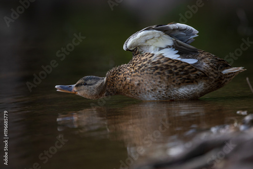 duck stretching in the water