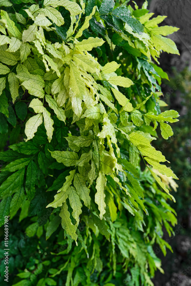 Close-up of fresh green leaves with raindrops Close-up of fresh green leaves with raindrops