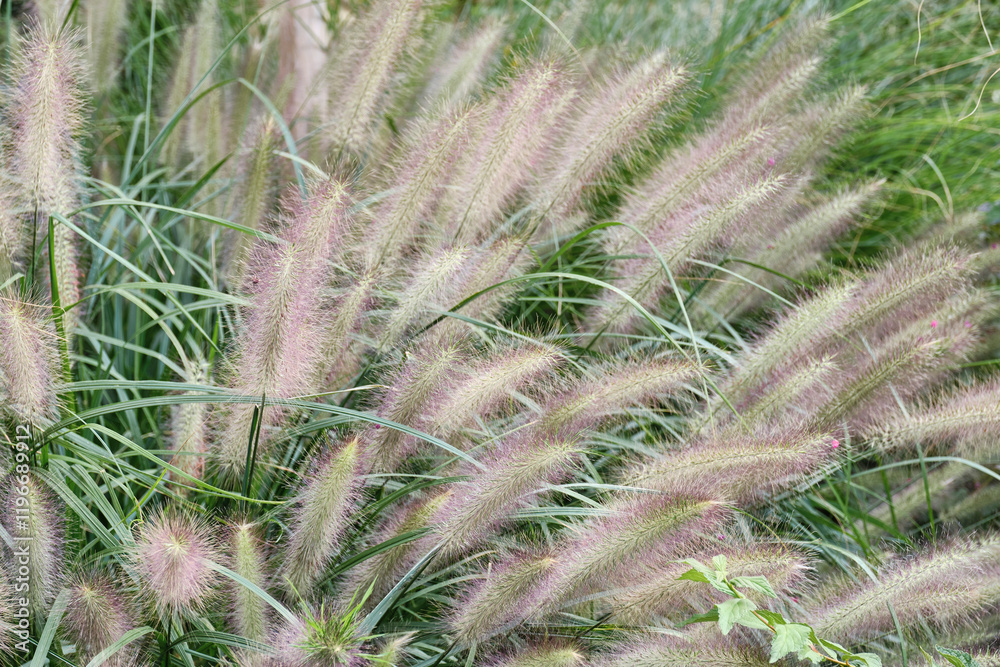Close-up of fountain grass with fluffy purple-tinged plumes Close-up of fountain grass with fluffy purple-tinged plumes