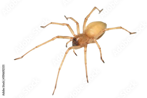 spider png