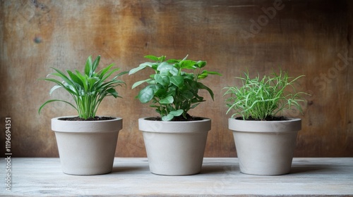 Miniature plants in concrete pots, styled on a rustic wooden background with natural light