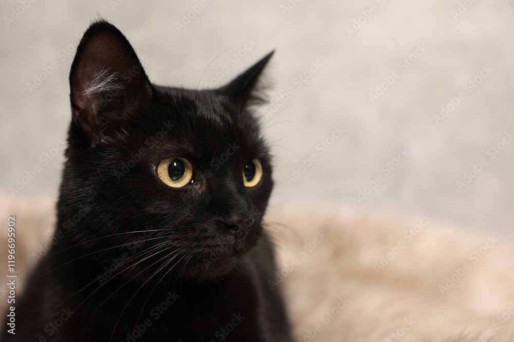 Cute black cat lying on rug, closeup and space for text. Adorable pet Cute black cat lying on rug, closeup and space for text. Adorable pet
