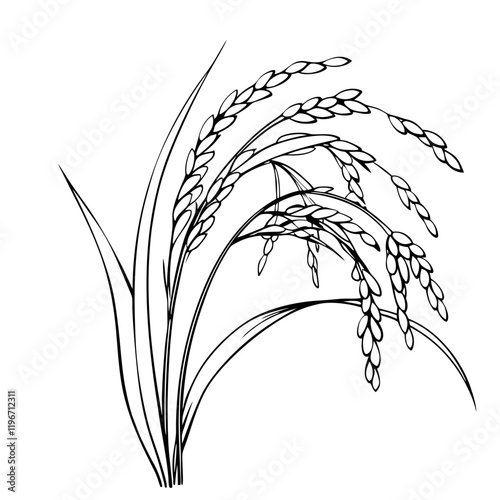 Rice plant